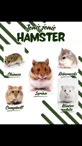 halo sahabat.. kita kenalan yuk sama berbagai jenis hamster.. semoga video nya bermanfaat ya 🥰🥰 #hamster  #hamstersyrian  #hamsterbandung  #hamstergram  #hamsterimutdanlucu  #hamstergang🐹  #hamstersoftiktok  #hamstertips  #hamstercare  #hamsterjinak  #fyp  #fypage