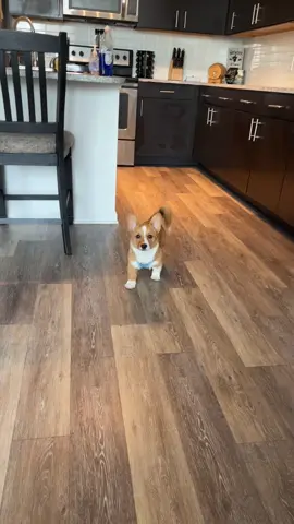 He’s just staring at me…MENACINGLY #corgi #corgisoftiktok #corgipuppy #corgis #corgination #corgilife #corgilove #puppy #puppytiktok #dog #dogsoftiktok #corgiwithatail 