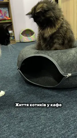 #fyp #cat #foryoupage #запоріжжя 