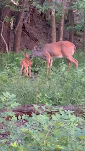 Again, nothing to see here. Just a mama taking care of her baby ❤️ #fyp #deer #fawn #wildlife #babyseason 