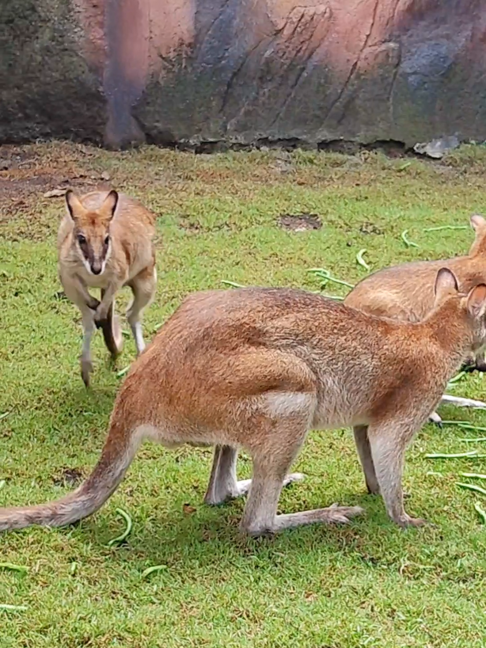 Jump Jump 🤣 #walabi #kanguru #kangaroo  #cute #funnyvideos #funny #animal #hewan #hewanlucu #hewanunik #jember #minizoo #jemberminizoo #zoo #jalanjalan #kebunbinatang #adayinmylife 