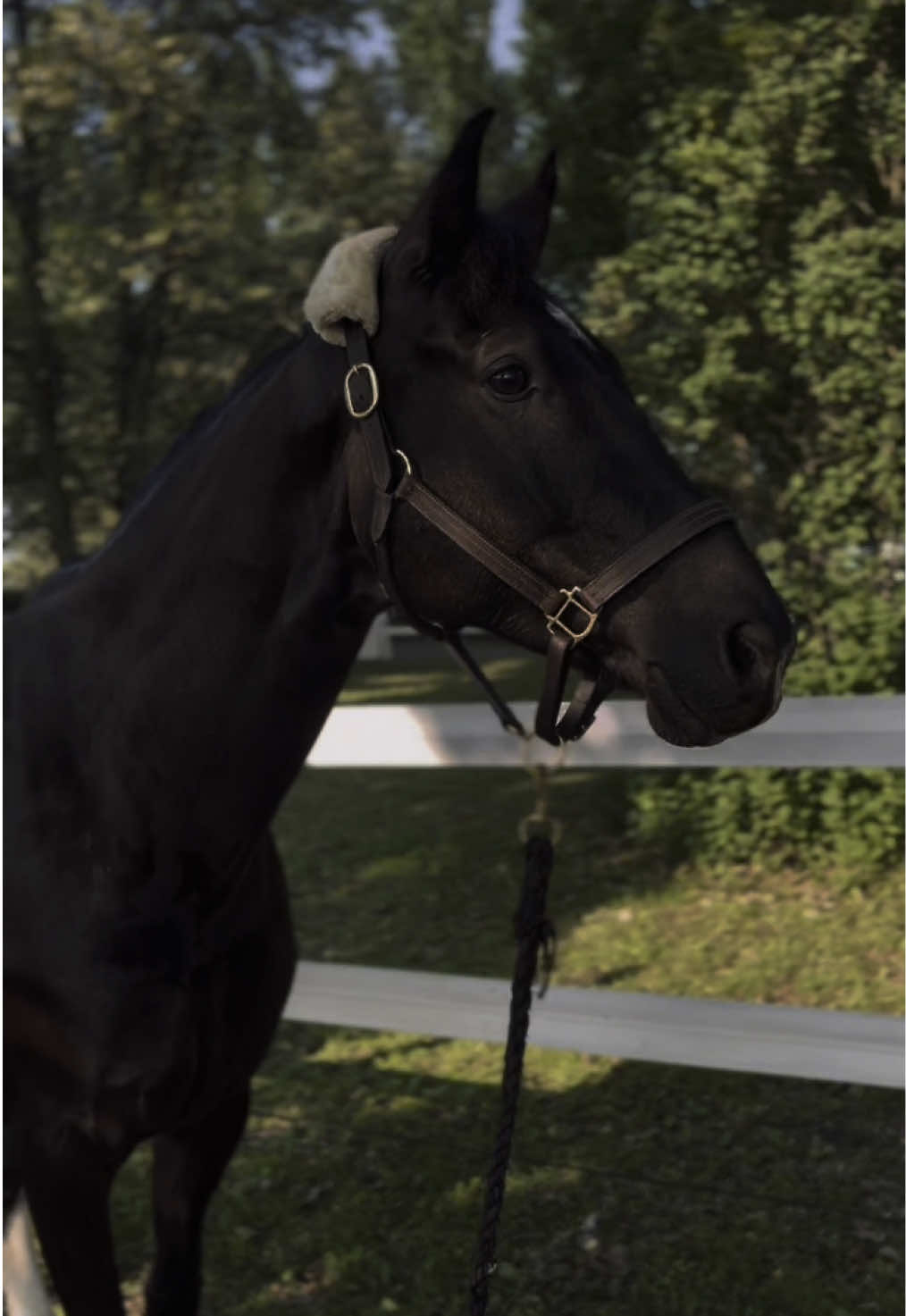 He’s perfect 🌷#dutchwarmblood #black #gelding #grandprixhorse #horse #fyp #handsome #horsetok #prettyhorse 