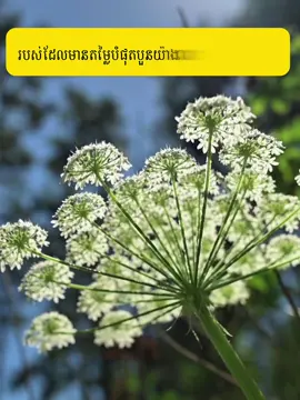 របស់ដែលមានតម្លៃបំផុតបួនយ៉ាងដែលលុយមិនអាចទិញបាន​  🙏❤️️ #ថាមពលចិត្ត #VIPASSA 