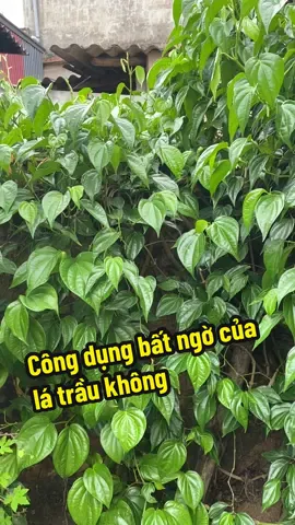 Cùng tìm hiểu lá trầu không với em nhé #xuhuong #latraukhong #tinhthaoduoc #thaoduocthiennhien