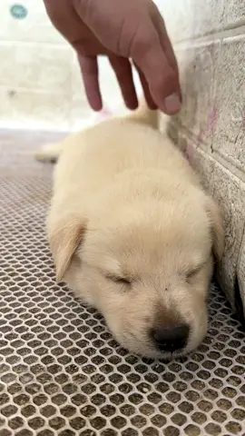 #dog #puppy 