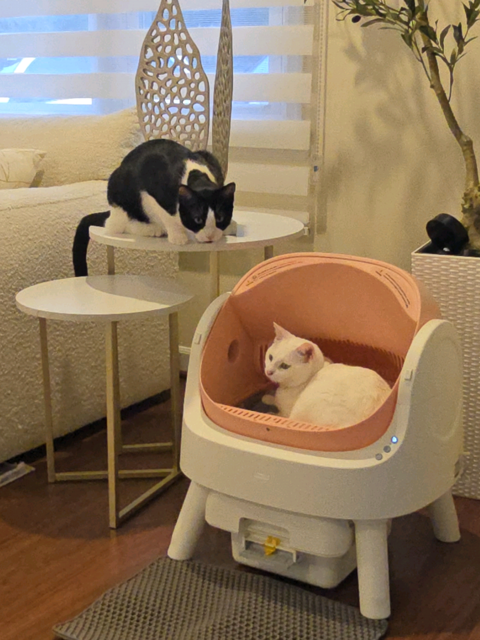 @PetPivot US  say goodbye to scooping forever 😻✨ the PetPivot Auto Scooper 11 cleans itself so your home stays fresh & your cat stays happy 💨🐾 smart, quiet, and odor-free — your new favorite pet gadget just dropped 🔥 #petpivot #autoscooper  #litterbox  #automaticlitterbox  #autoscooper11  #catmom  #cattok 