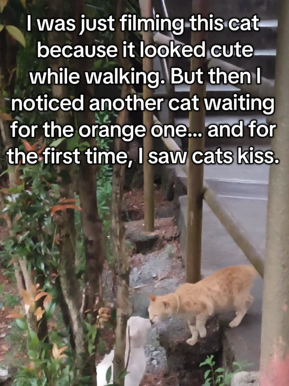 Yup, I witnessed my first cat love story. 💕🐾 Sorry for the shaky video… I wasn’t ready for that plot twist.  #fyp 