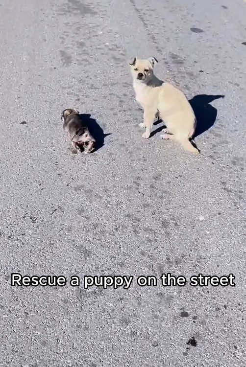 Rescue a puppy #rescue #animals #rescueanimals #rescuedog #puppy #puppiesoftiktok 