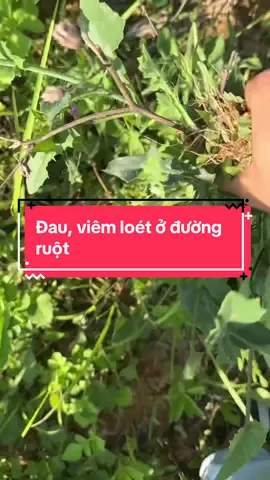 Đau, viêm ở đường ruột dùng cây này rất tốt #thaoduocbaoan 