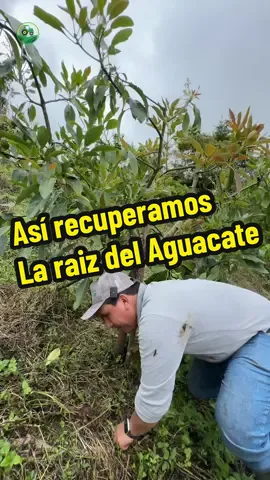 Increíble como recuperamos raíz del aguacate  #aguacate #palta #avocado #agro #agriculture #video #campovida 