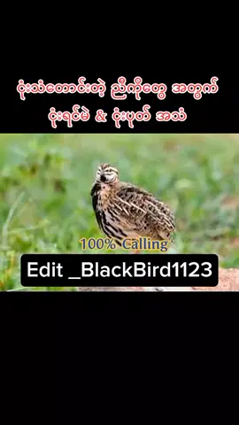 #ငုံးသံ#လိုအပ်ရင်ဆေ့ထားပါ#ရှယ်ထားပါ#viralvideo #ဝါသနာတူရင်အသဲပေးခဲ့နော် #လိုအပ်တဲ့သူတွေစီရောက်ကွာ