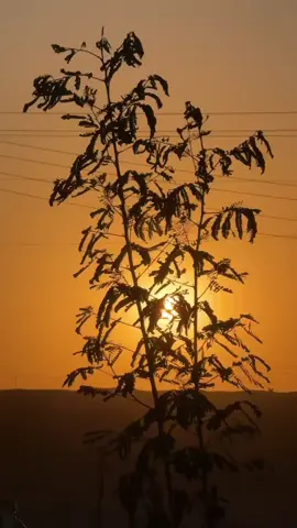 #foryoupage #fyp #fypシ゚ #f #anime 