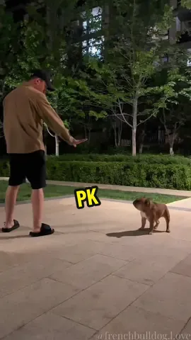 PK -I'm not a professional dancer #Frenchbulldog #doglover #cutepet #dogsoftiktok  #dance #fyp