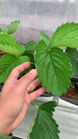 Dâu tây bón phân nhập khẩu