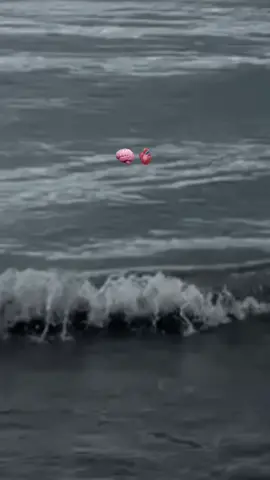 Ia berbicara seolah aku tak pernah mengerti keadaannya. dia LUPA Waktuku banyak terbuang hanya karna menunggunya.  Pada akhirnya sudah di bawa terlalu jauh hanya untuk dihancurkan. #masukberanda #masukberandafyp #qoutes #qoutessad #qoutessedih #story #storyqoutes #nikmatipilihanmu  #abadi #abadidalamkeasingan  #sepertiharapanmu #sepertiinginmu #harapankalian #hilang  #pergi #selesai #pamit #asing #CapCut