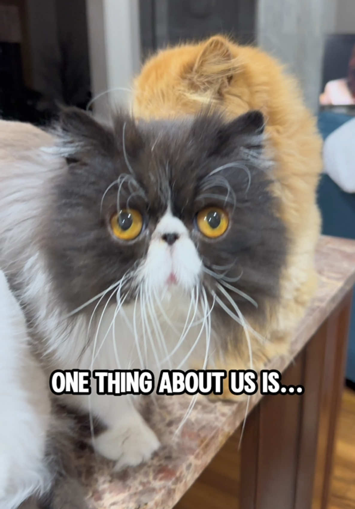 We can’t help it - shenanigans are in our DNA!  #shenaningans #catlife #lifewithcats #catlover #persiancats 