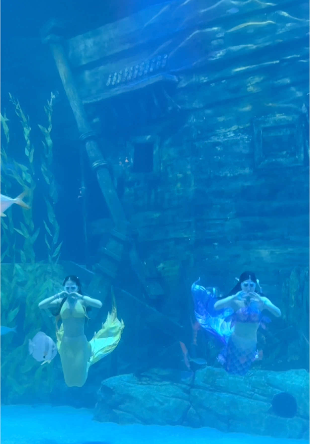 Đi thuỷ cung 🌊 xem nàng tiên cá thuiii 🐟 #thuycunglottetayho #capcut 