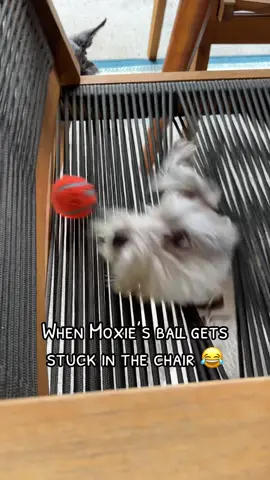 #dogsoftiktok #schnauzermini #funnydogvideos #schnauzer #schnauzersoftiktok #minischnauzer 
