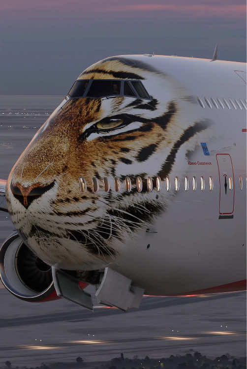 Beautiful Siberian tiger#aviation #airplane #airplane #boeing747 #flight 