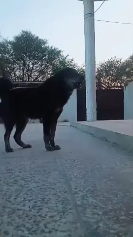 #bakarwaldog #foryou 