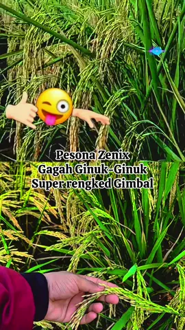 Pesona Zenix mantabszz.”👍👌😍 #Benihpadiunggul #inp32 #Zenix #inp32Zenix #Bamsolo #bibitpadi #padi #subang #benihpadisubang #sragen #solo #ngawi #boyolali #klaten #magetan #madiun #caruban #bojonegoro #Blora #Lamongan #fyppppppppppppppppppppppp @BengawanAgroMuliaBAM Official 