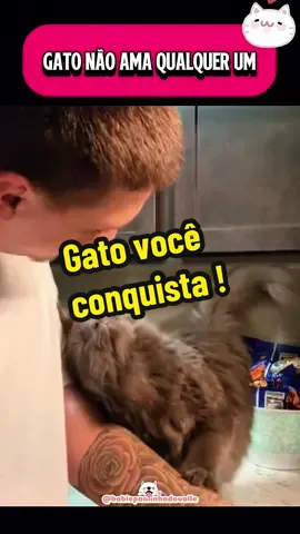 Gato você conquista! #gatos #gatosfofos #gatinhos #catsoftiktok #maedepet 