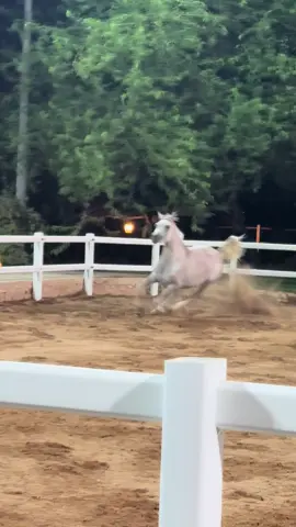 #خيمة_الخيل_horse_tent 