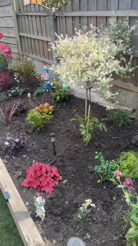Just adding to our ever growing garden… #treetok #gardening #gardentok #wlwcouple 