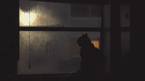 A quiet night. A curious cat. Soft light and shadows telling their own story. #CinematicEdit #CatTok #MoodyVibes #NightAesthetic #PetCinematography #LowLightMagic #FilmLook #IndieVibes #StoryInSilence #ajw_photofilm 