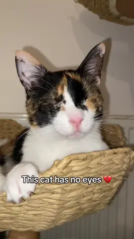 Would you adopt a blind cat like Camellia? 🐈💕 #blindcat #cutecat 