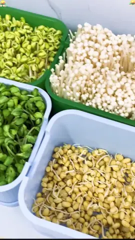 Khay Làm Giá Đỗ < Rau mầm tại nhà #khay làm giá đỗ #khay làm rau mầm #