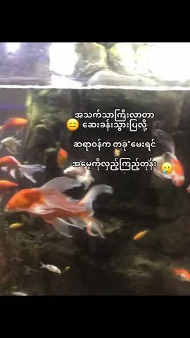 #ဘာပြောရမှန်းမသိ🥹#fpyシ #fpyシ #ppppppppppppppppppppppp #ppppppppppppppppppppppp 