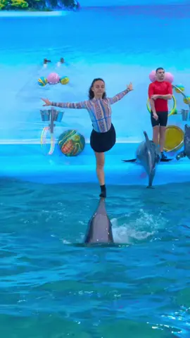 #dolphinshow #dolphinbayphuket 
