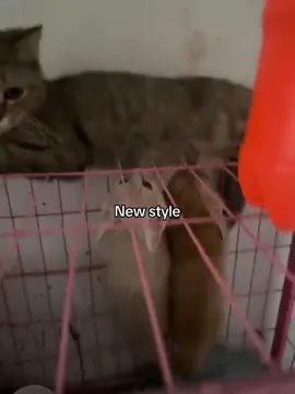 #cat #foryoupage #catlover 