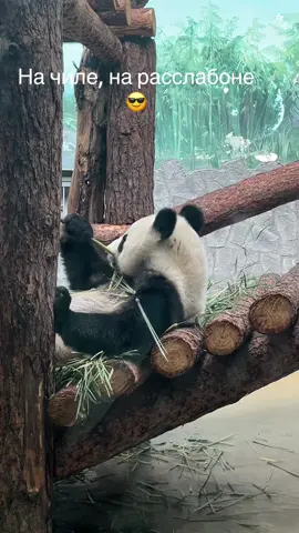 #панда #обед #московский зоопарк🔥