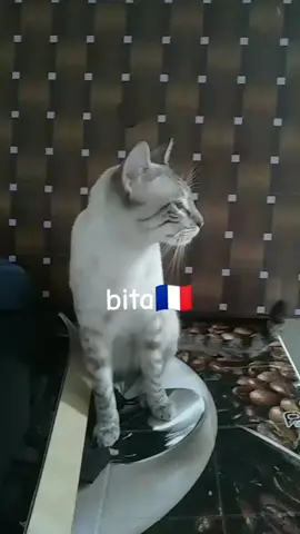#bita #محبي_القطط #kat #دعموني #explour 