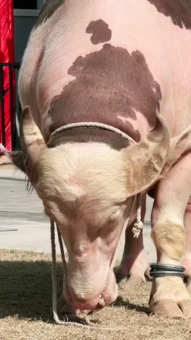 DONALD TRUMP🎀🌸 D cattle farm🐄🐄 #cowlover #dcattlefarmofficials0 #showstopper #cattleranch #trending #foryoupage #viralvideo #viralditiktok 