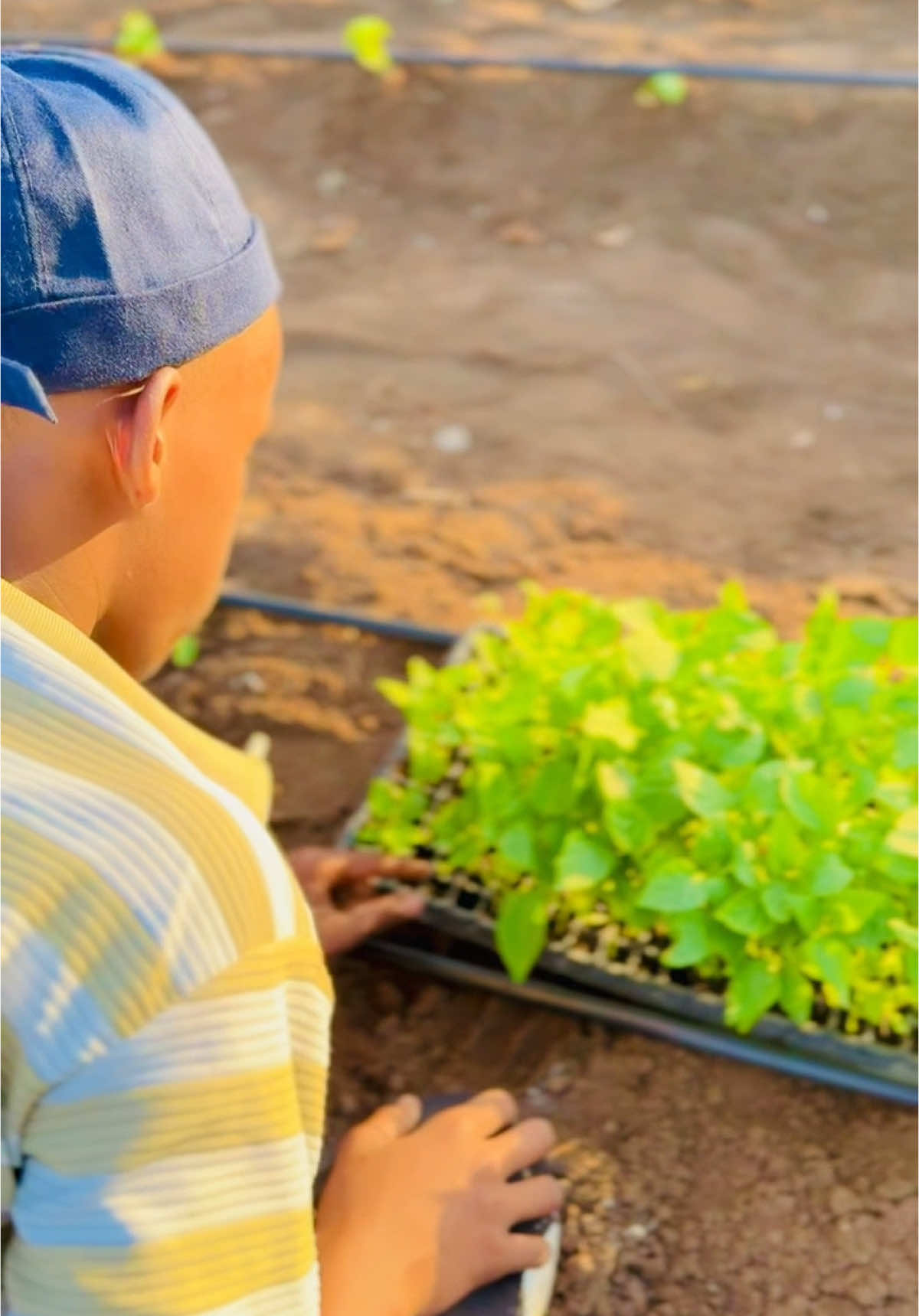 Hadafkeni wa inan wx berano si an bahida ugu baxno #agro #beerahasomalia #barbaroni #foryoupage #agrosomali #agrosomali #somalitiktok #foru #beeraha 