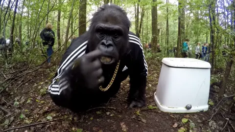 Survival tipp fürs überleben in der Natur. #survival #forest #kloboss #mossboss #veo3 #lernen 