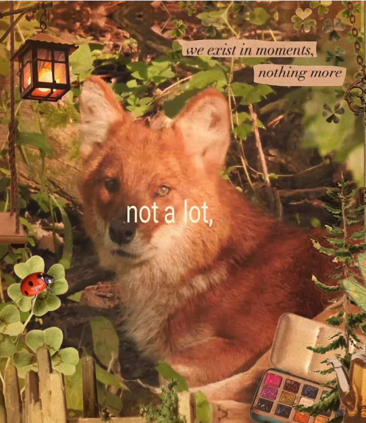 not a lot, just forever - Adrianne Lenker // June 9, 2025 //#moodboard #edit #twee #whimsy #whimsical #adriannelenker #aesthetic #pinterest #forest #nature #deer #vibe #2000s #nostalgia #fyp 