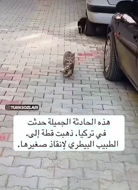 هذه الحادثة الجميلة حدثت في تركيا ذهبت قطة الى الطبيب البيطري لانقاذ صغيرها لقد شاهدنا فيديو واحد لكنه اظهر لنا معنى الحب بدون اي كلمة #تركيا #تركيا🇹🇷اسطنبول #انقاذ_حيوان #creatorsearchinsight #cat #catsoftiktok #catlover #animals #explore 