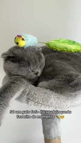 Recebeu o brinquedo depois da operação e agora não o larga🥺 #georgethefold #fyp #fyppppppppppppppppppppppp #foryoupage❤️❤️ #scottishcat #scottishfold #scottishcat #