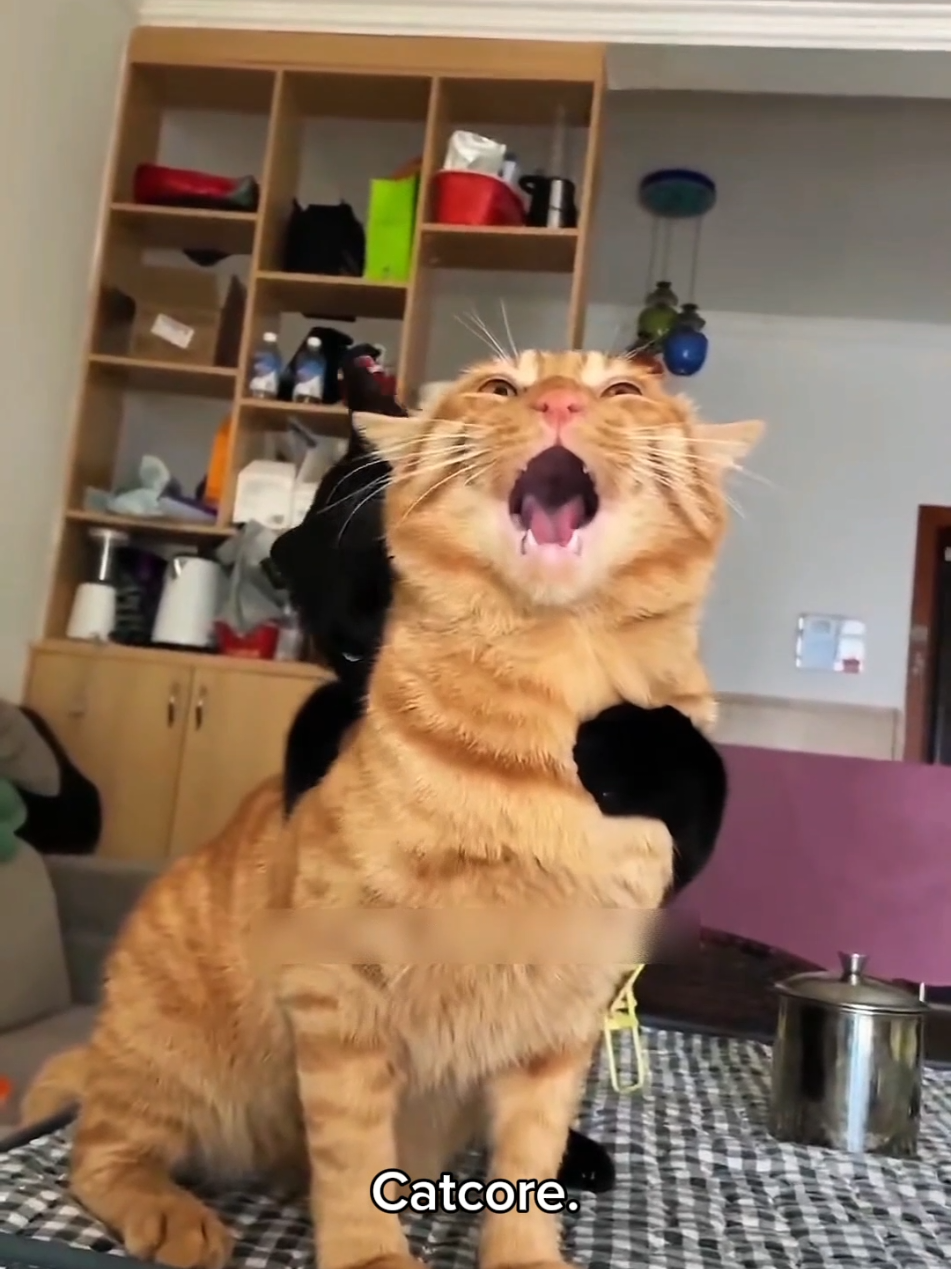 Cat who likes to sneak attack 2.0 🤣🤣 #catsoftiktok #cats #funnycat #fyp #cutecat 