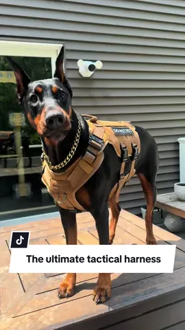 I am obsessed with this harness!! Get yours here ^^^^ The quality is insane. I got a size XL and it fits both Rocky and Roma 😊 #tacticalgear #tacticaldogharness #doberman #dogsoftiktok #gaurddog #protectiondogs 
