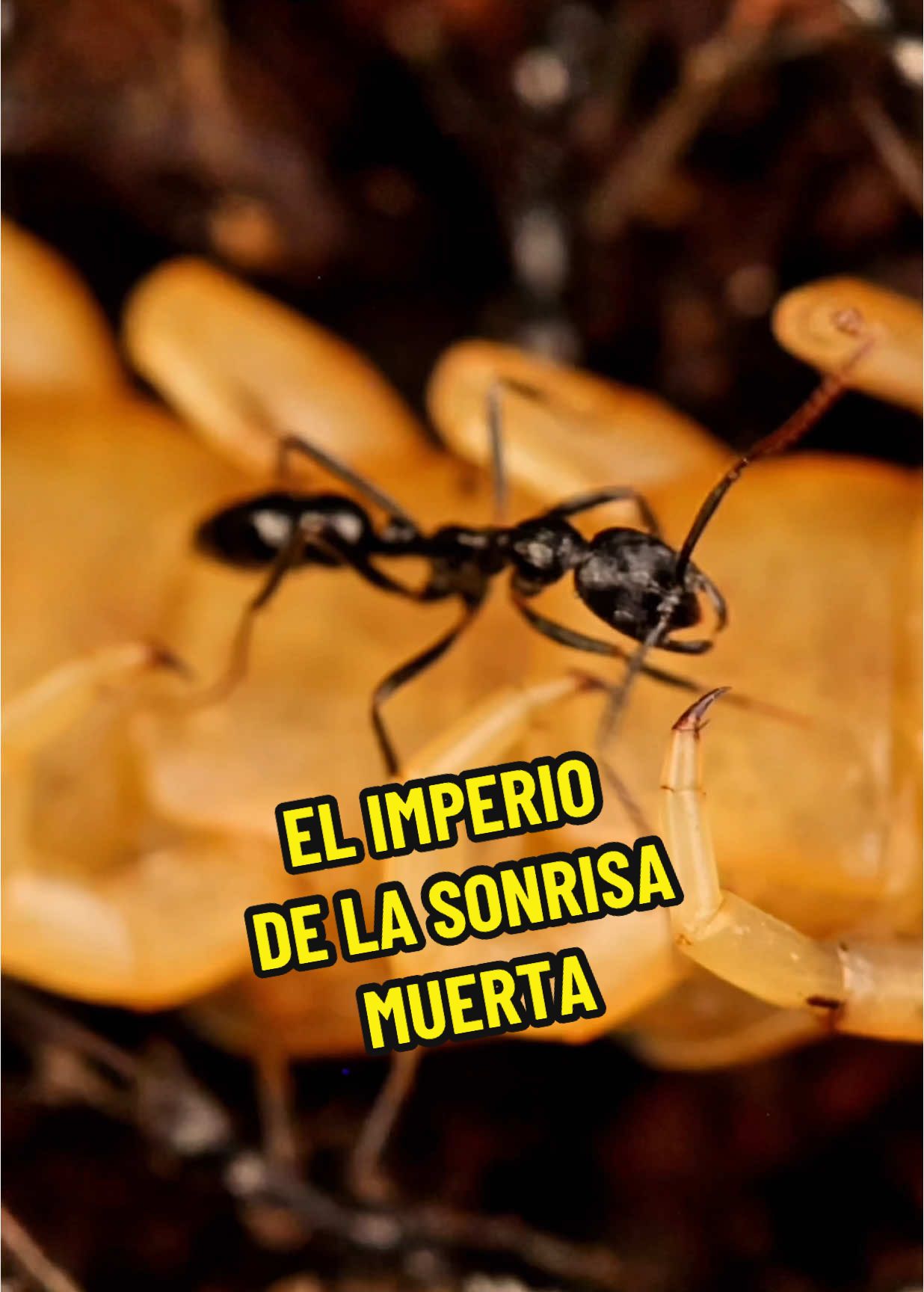 El imperio de la sonrisa muerta #hormigas #terror #curiosidades #hormiguero #caza #viral #anthouse #documental #fyp #bichos 