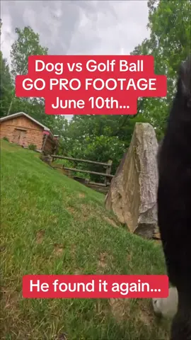 #USOpen #oakmont #dogsoftiktok #doglover 