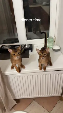#abyssinian #абиссинскаякошка #абиссинец #abyssiniancat #абиссинскийкот 