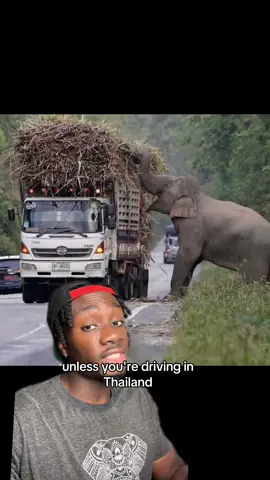 No traffic lights, just elephants to feed #thailand#elephant#nature