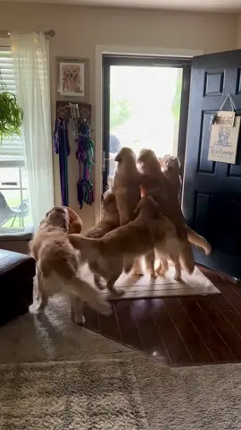 Dad returning home after a week long work trip! 🥹😍🤣 #goldenretrieverlife #goldenretriever #dogsoftiktok #dogdad #goldenretrieverdad 