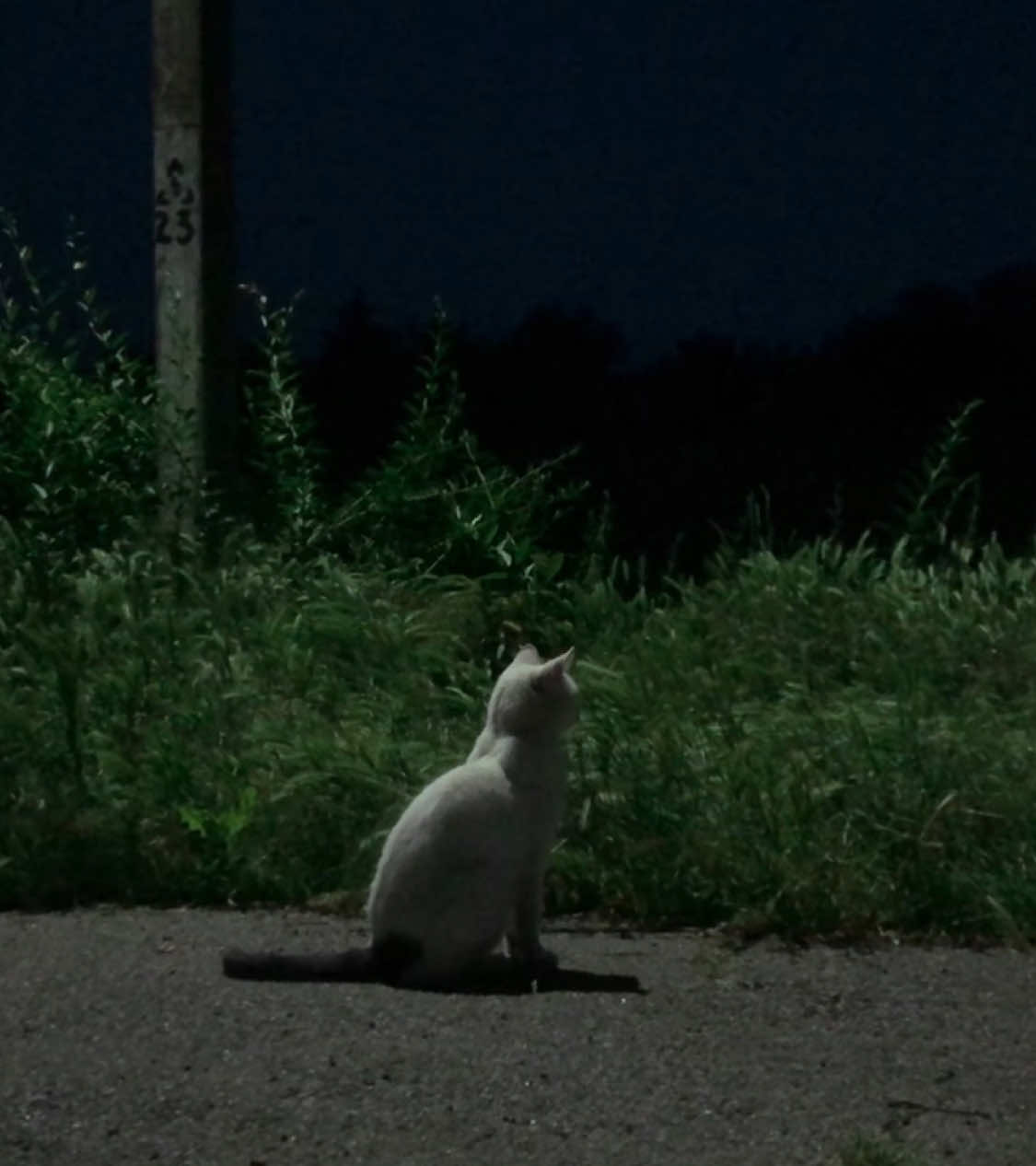одиночество не боль, а привычка #fyp #aesthetic #atmosphere #aest #cat #nature 